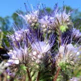 2007H 013 Unstrut Saale Elbe